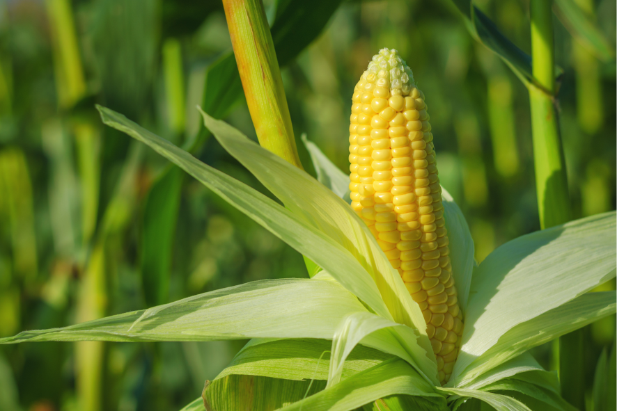 argentina-is-preparing-for-record-corn-exports-amid-a-decline-in-shipments-from-ukraine