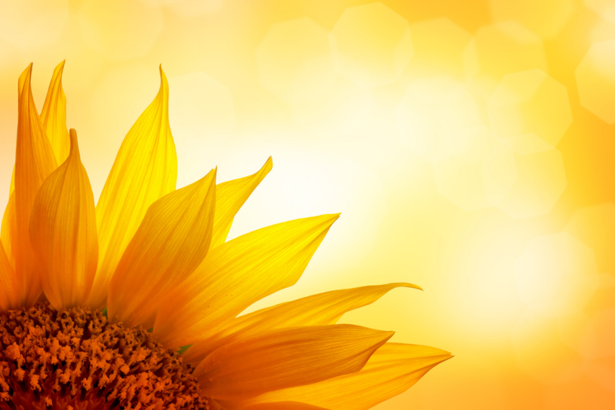 the-usda-forecasts-that-ukraines-sunflower-oil-exports-will-rise-to-5-million-metric-tons